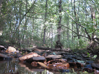 &copy; Zierfischfreunde Immenhausen-Holzhausen